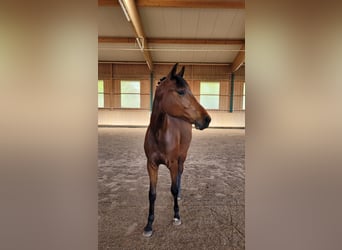 Niemiecki koń sportowy, Wałach, 2 lat, Gniada