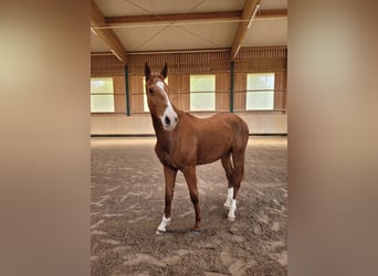 Niemiecki koń sportowy, Wałach, 2 lat, Kasztanowata