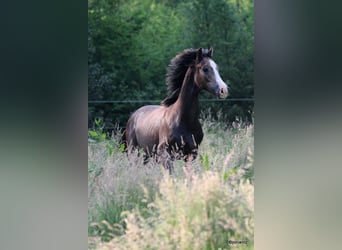 Niemiecki koń sportowy, Wałach, 2 lat, Siwa