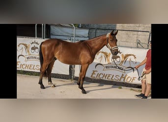 Niemiecki koń sportowy, Wałach, 3 lat, 165 cm, Gniada