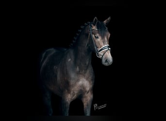 Niemiecki koń sportowy, Wałach, 3 lat, 165 cm, Karosiwa