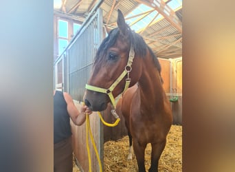 Niemiecki koń sportowy, Wałach, 3 lat, 166 cm, Gniada