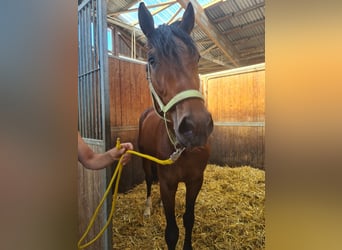 Niemiecki koń sportowy, Wałach, 3 lat, 166 cm, Gniada