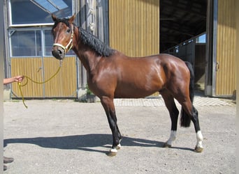 Niemiecki koń sportowy, Wałach, 3 lat, 166 cm, Gniada