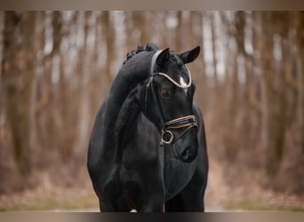 Niemiecki koń sportowy, Wałach, 3 lat, 167 cm, Kara