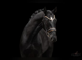 Niemiecki koń sportowy, Wałach, 3 lat, 167 cm, Kara