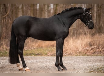 Niemiecki koń sportowy, Wałach, 3 lat, 167 cm, Kara