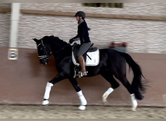 Niemiecki koń sportowy, Wałach, 3 lat, 167 cm, Kara