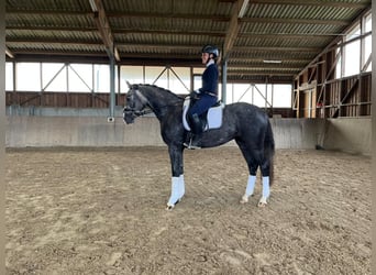 Niemiecki koń sportowy, Wałach, 3 lat, 167 cm, Siwa jabłkowita