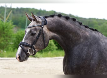 Niemiecki koń sportowy, Wałach, 3 lat, 167 cm, Siwa jabłkowita