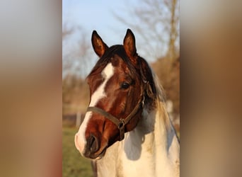 Niemiecki koń sportowy, Wałach, 3 lat, 167 cm, Srokata