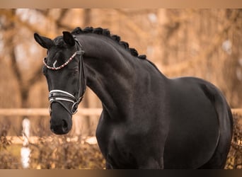 Niemiecki koń sportowy, Wałach, 3 lat, 168 cm, Kara