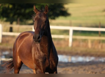 Niemiecki koń sportowy, Wałach, 3 lat, 168 cm, Skarogniada