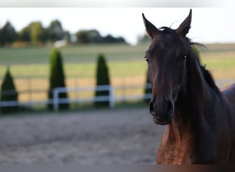 Niemiecki koń sportowy, Wałach, 3 lat, 168 cm, Skarogniada