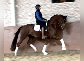 Niemiecki koń sportowy, Wałach, 3 lat, 169 cm, Ciemnokasztanowata