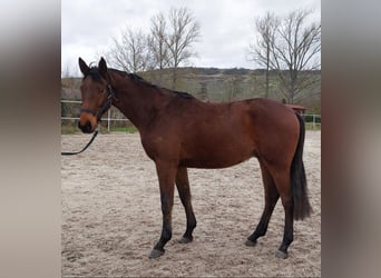 Niemiecki koń sportowy, Wałach, 3 lat, 169 cm, Gniada