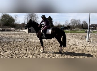 Niemiecki koń sportowy, Wałach, 3 lat, 169 cm, Kara