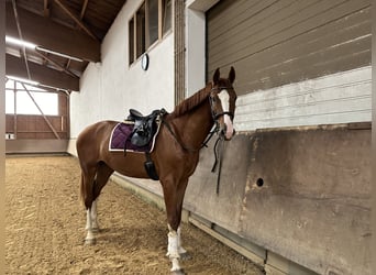 Niemiecki koń sportowy, Wałach, 3 lat, 169 cm, Kasztanowata