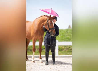 Niemiecki koń sportowy, Wałach, 3 lat, 170 cm, Kasztanowata