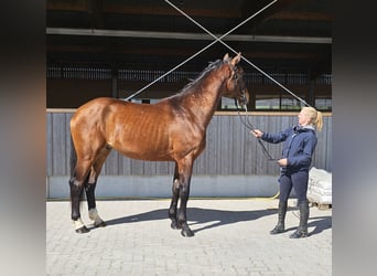 Niemiecki koń sportowy, Wałach, 3 lat, 176 cm, Gniada