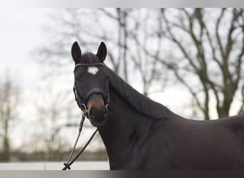 Niemiecki koń sportowy, Wałach, 4 lat, 162 cm, Ciemnogniada