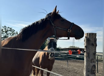 Niemiecki koń sportowy, Wałach, 4 lat, 162 cm, Gniada