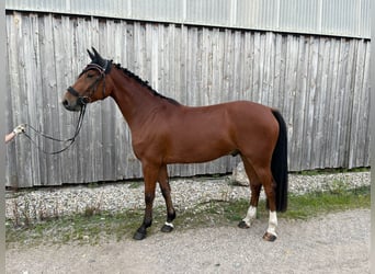 Niemiecki koń sportowy, Wałach, 4 lat, 162 cm, Gniada