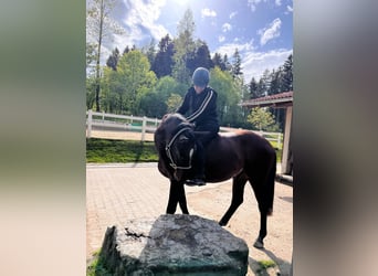 Niemiecki koń sportowy, Wałach, 4 lat, 163 cm, Gniada