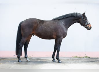 Niemiecki koń sportowy, Wałach, 4 lat, 163 cm, Gniada