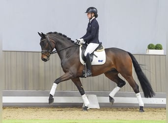 Niemiecki koń sportowy, Wałach, 4 lat, 163 cm, Skarogniada