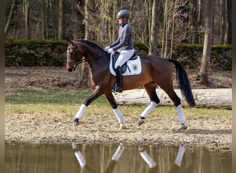 Niemiecki koń sportowy, Wałach, 4 lat, 164 cm, Gniada