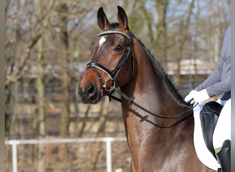 Niemiecki koń sportowy, Wałach, 4 lat, 164 cm, Gniada