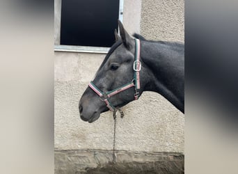 Niemiecki koń sportowy, Wałach, 4 lat, 165 cm, Karosiwa