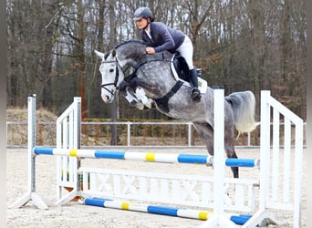 Niemiecki koń sportowy, Wałach, 4 lat, 165 cm, Siwa
