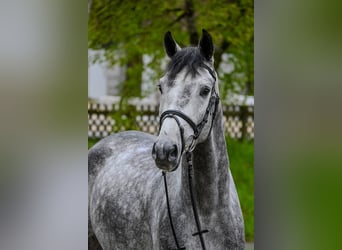 Niemiecki koń sportowy, Wałach, 4 lat, 165 cm, Siwa