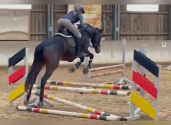 Niemiecki koń sportowy, Wałach, 4 lat, 165 cm, Skarogniada