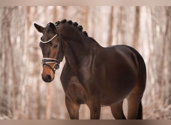 Niemiecki koń sportowy, Wałach, 4 lat, 165 cm, Skarogniada