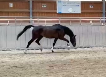 Niemiecki koń sportowy, Wałach, 4 lat, 166 cm, Gniada