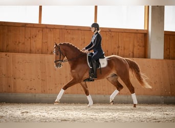 Niemiecki koń sportowy, Wałach, 4 lat, 166 cm, Kasztanowata