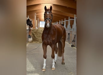 Niemiecki koń sportowy, Wałach, 4 lat, 166 cm, Kasztanowata