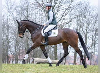 Niemiecki koń sportowy, Wałach, 4 lat, 166 cm, Skarogniada