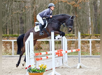 Niemiecki koń sportowy, Wałach, 4 lat, 166 cm, Skarogniada