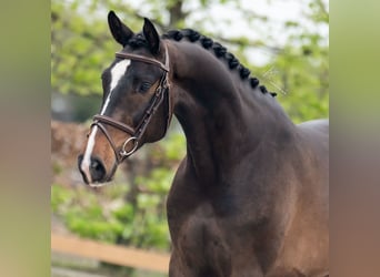 Niemiecki koń sportowy, Wałach, 4 lat, 167 cm, Ciemnogniada
