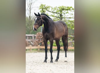 Niemiecki koń sportowy, Wałach, 4 lat, 167 cm, Ciemnogniada