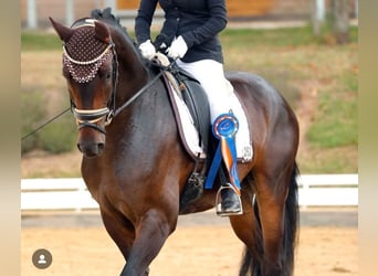 Niemiecki koń sportowy, Wałach, 4 lat, 167 cm, Ciemnogniada