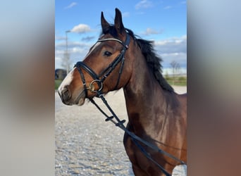 Niemiecki koń sportowy, Wałach, 4 lat, 167 cm, Gniada