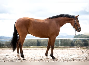 Niemiecki koń sportowy, Wałach, 4 lat, 167 cm, Gniada