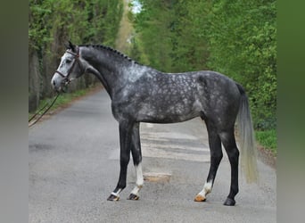 Niemiecki koń sportowy, Wałach, 4 lat, 167 cm, Siwa