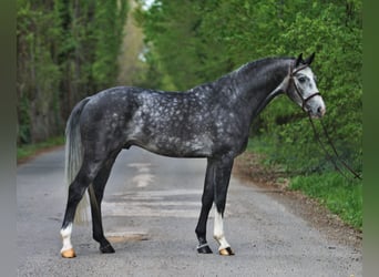 Niemiecki koń sportowy, Wałach, 4 lat, 167 cm, Siwa