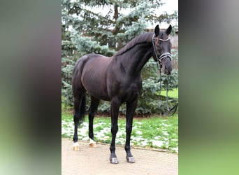 Niemiecki koń sportowy, Wałach, 4 lat, 167 cm, Skarogniada